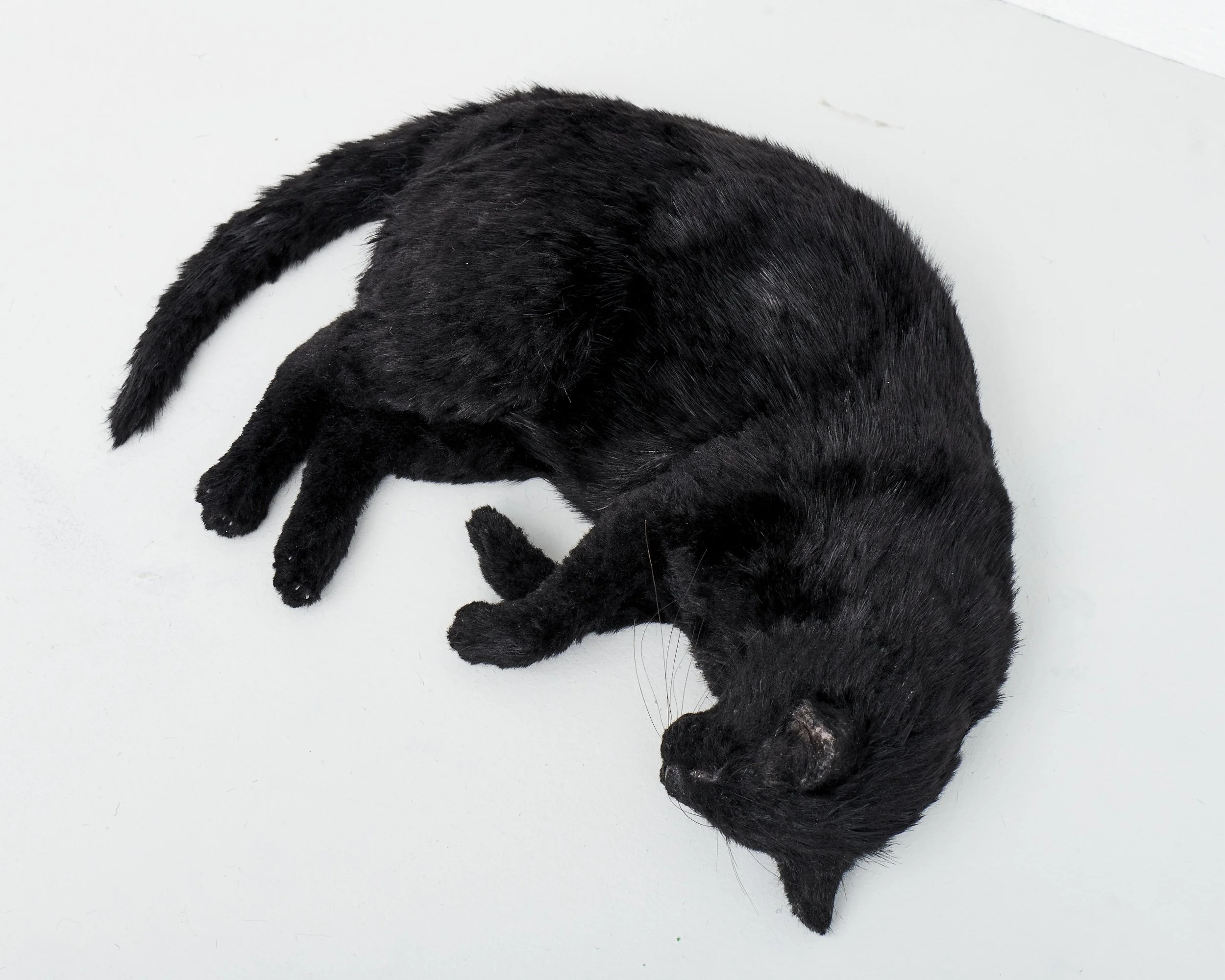 Sleeping Black Cat