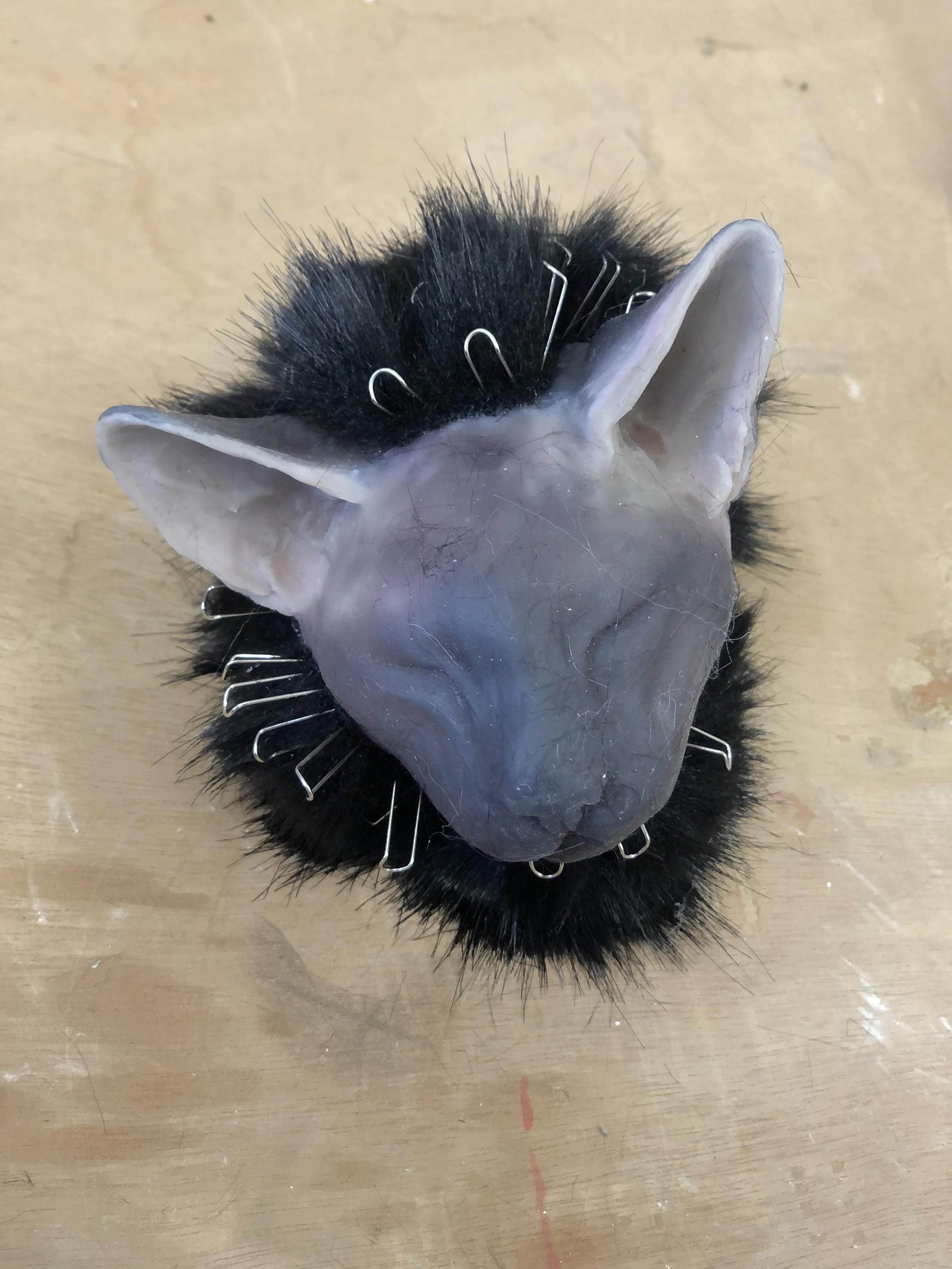 Cat Head Getting Fur