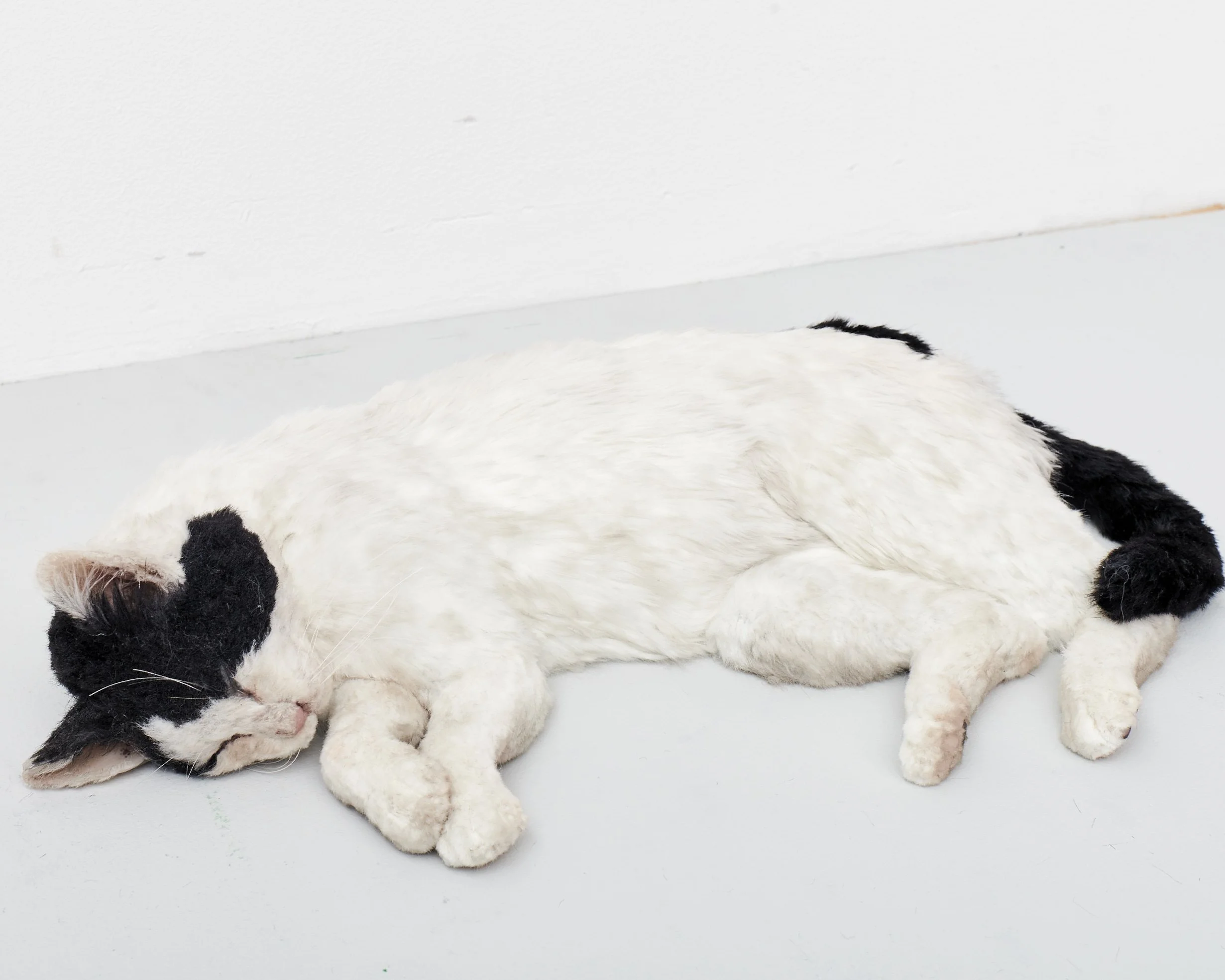 Sleeping Black and White Cat