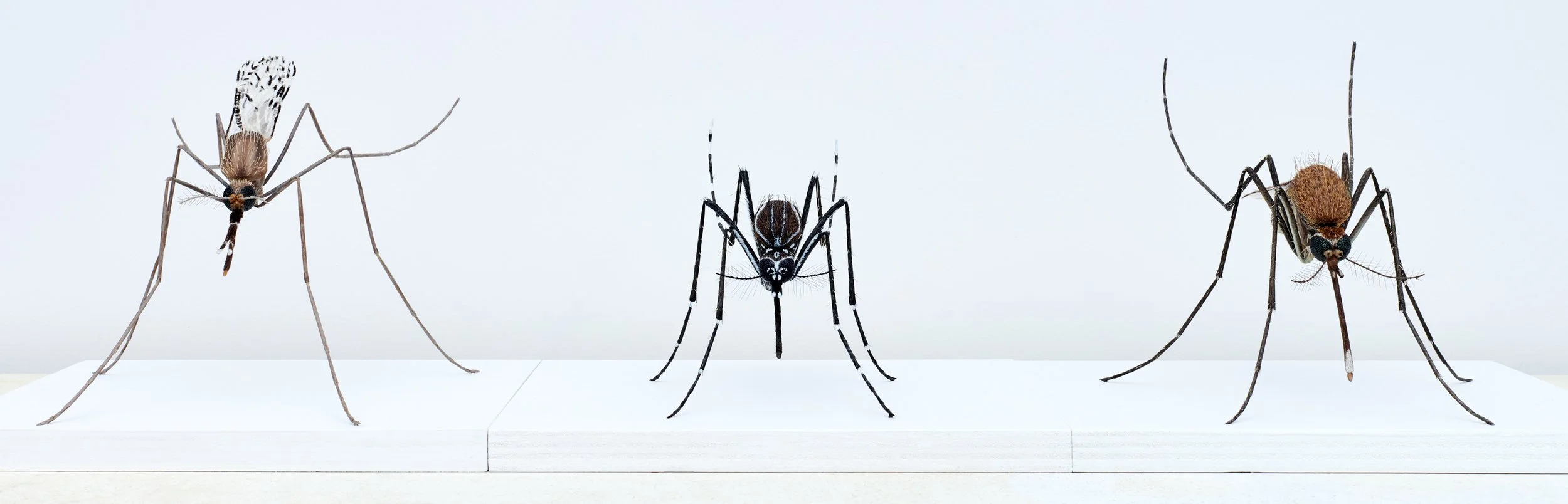 Mosquitoes for AMNH Gilder Center