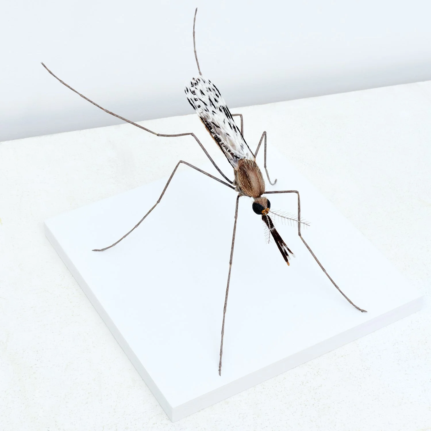  Anopheles gambiae: Cast urethane, steel, epoxy, boars hair, vivak, magic sculpt, acrylic.   