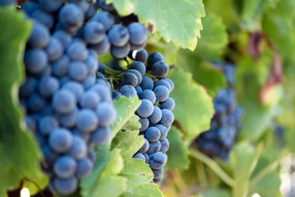 grenache.jpg