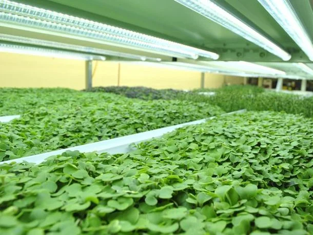 20130401-288555-greens-and-gills-greens-under-lights-thumb-610x457-393146.jpg