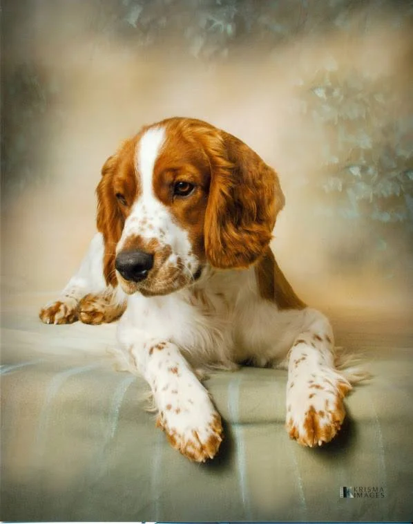 Teddy's formal picture