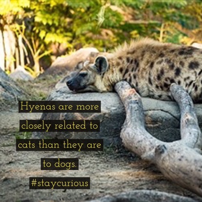 are hyenas more like dogs or cats