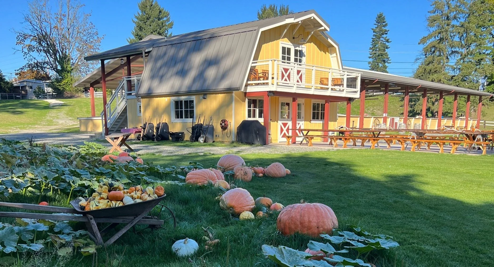 Pumpkins of various sizes displayed at Seattle Farm's Pumpkins and Ponies fall harvest event near the yellow barn in Washington State