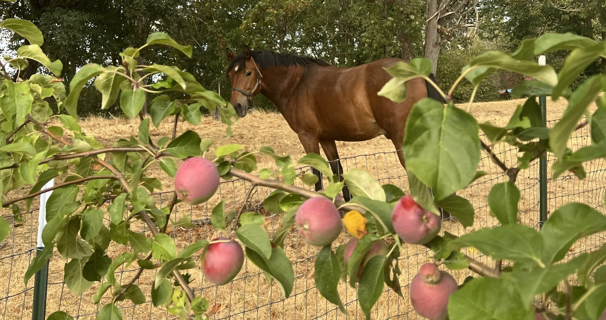 U-Pick Apple Farms Near Seattle