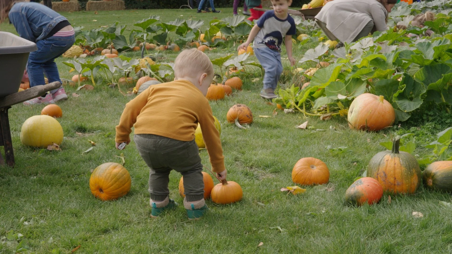 Seattle Pumpkin Patches with Pony Rides