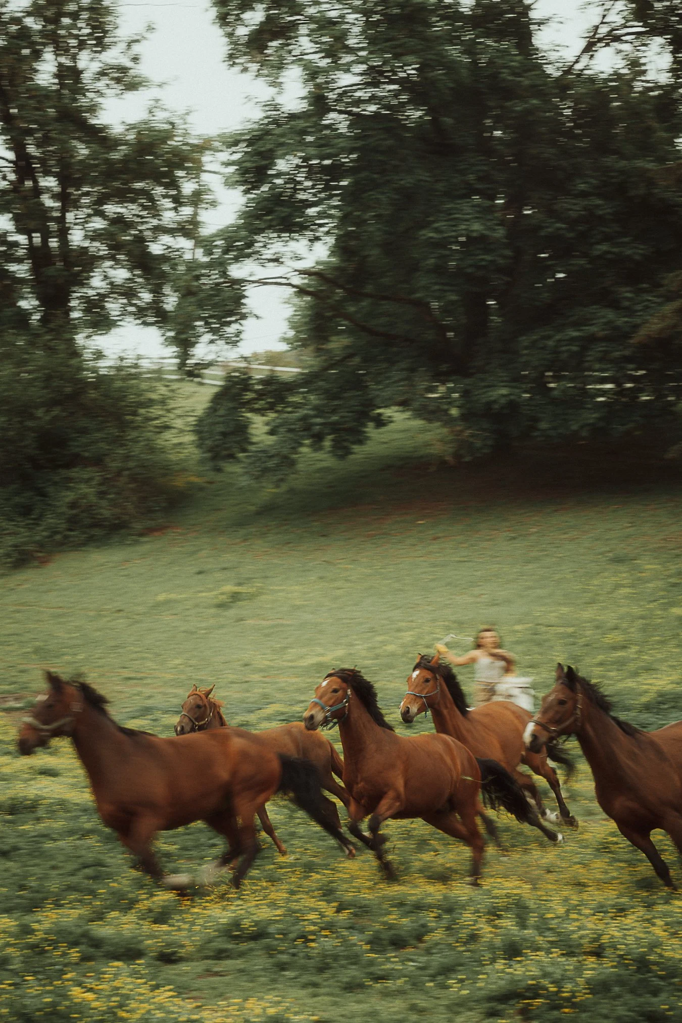 Photo Shoot Locations with Horses in Seattle