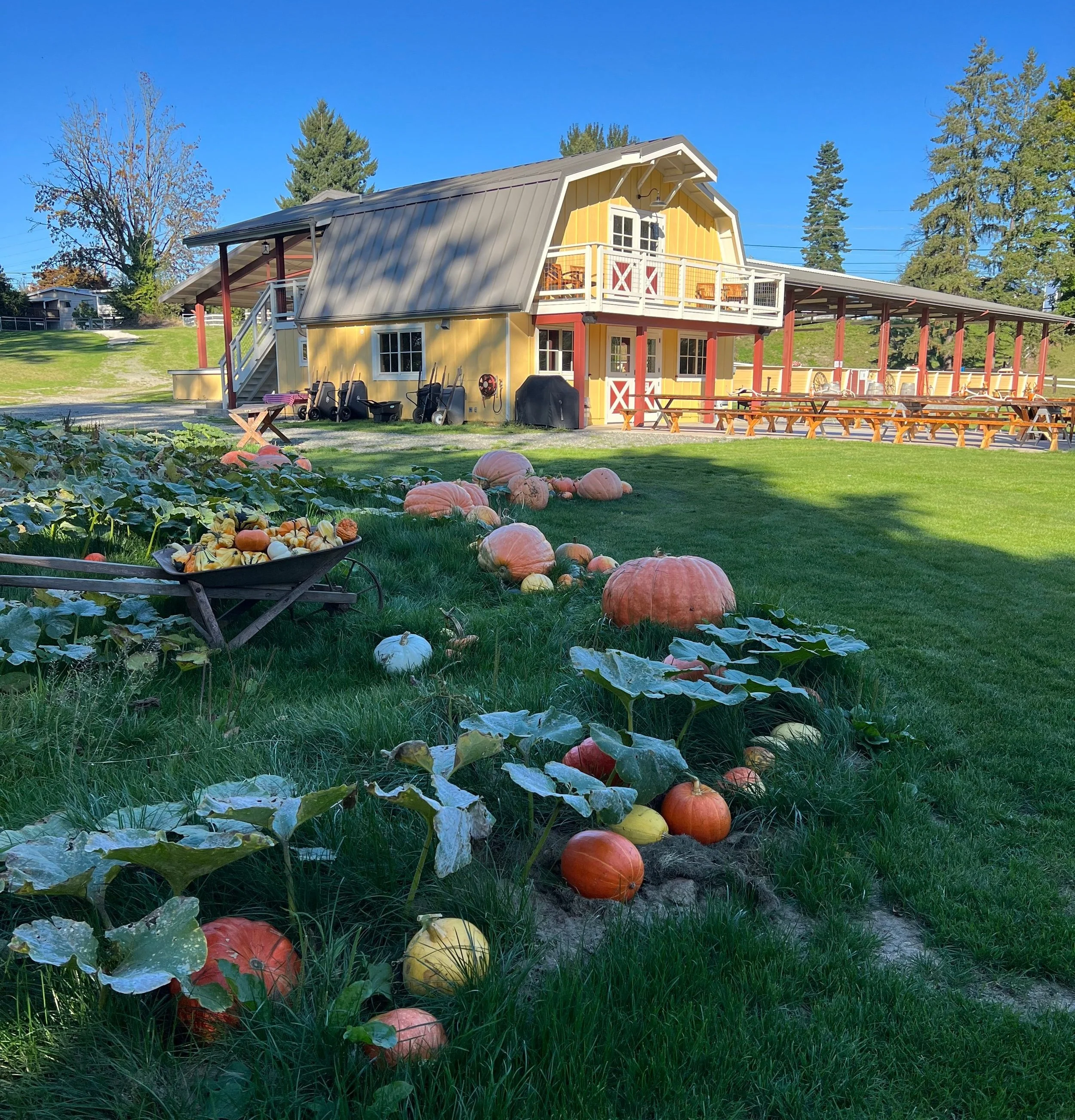 A yellow barn with a metal roof and white trim, surrounded by a green lawn and a pumpkin patch with various pumpkins and gourds, and a cart filled with decorative gourds in the foreground.