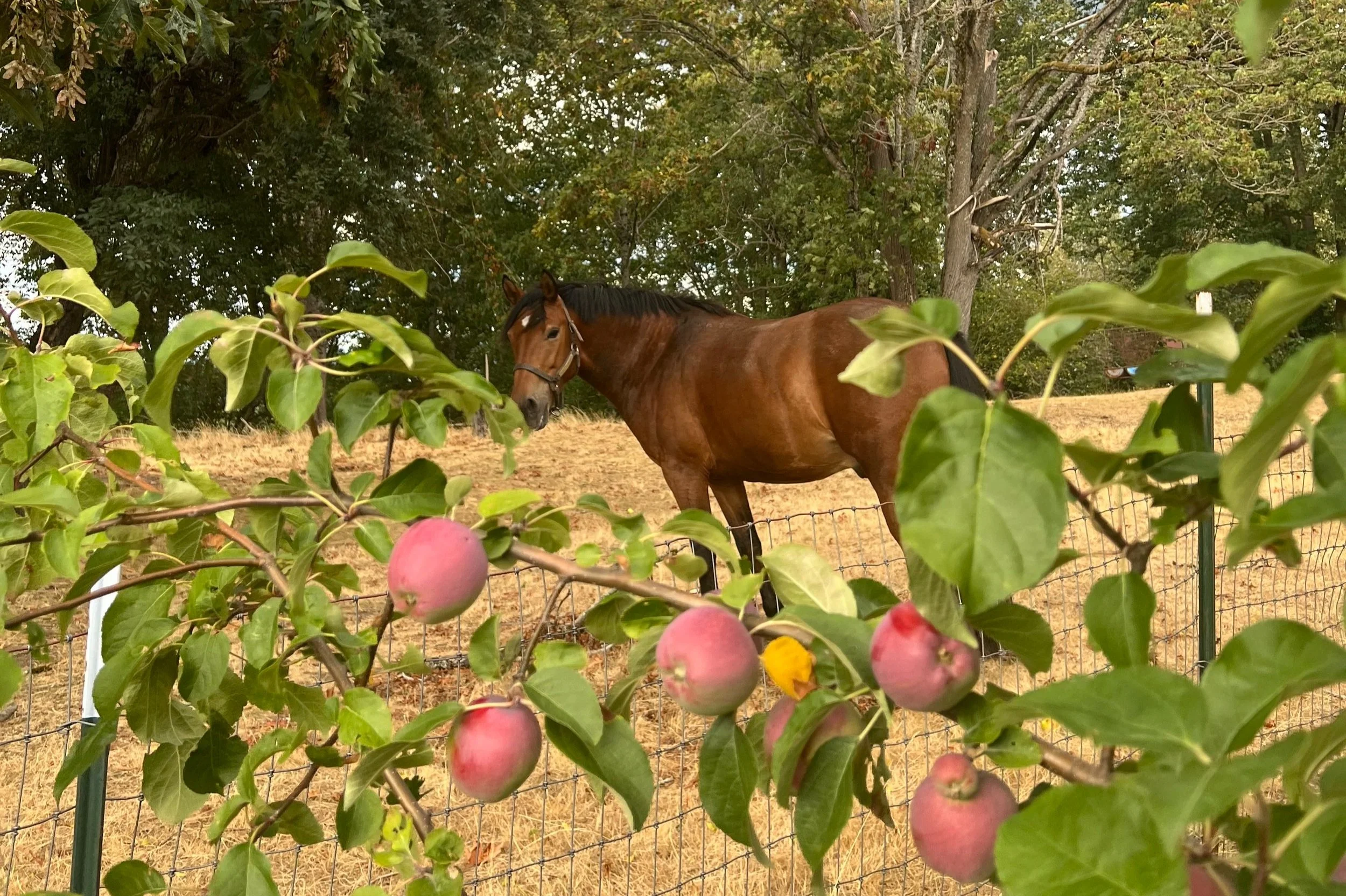 Horse grazing among apple trees at Seattle Farm's Apples and Ponies fall harvest event in Washington State