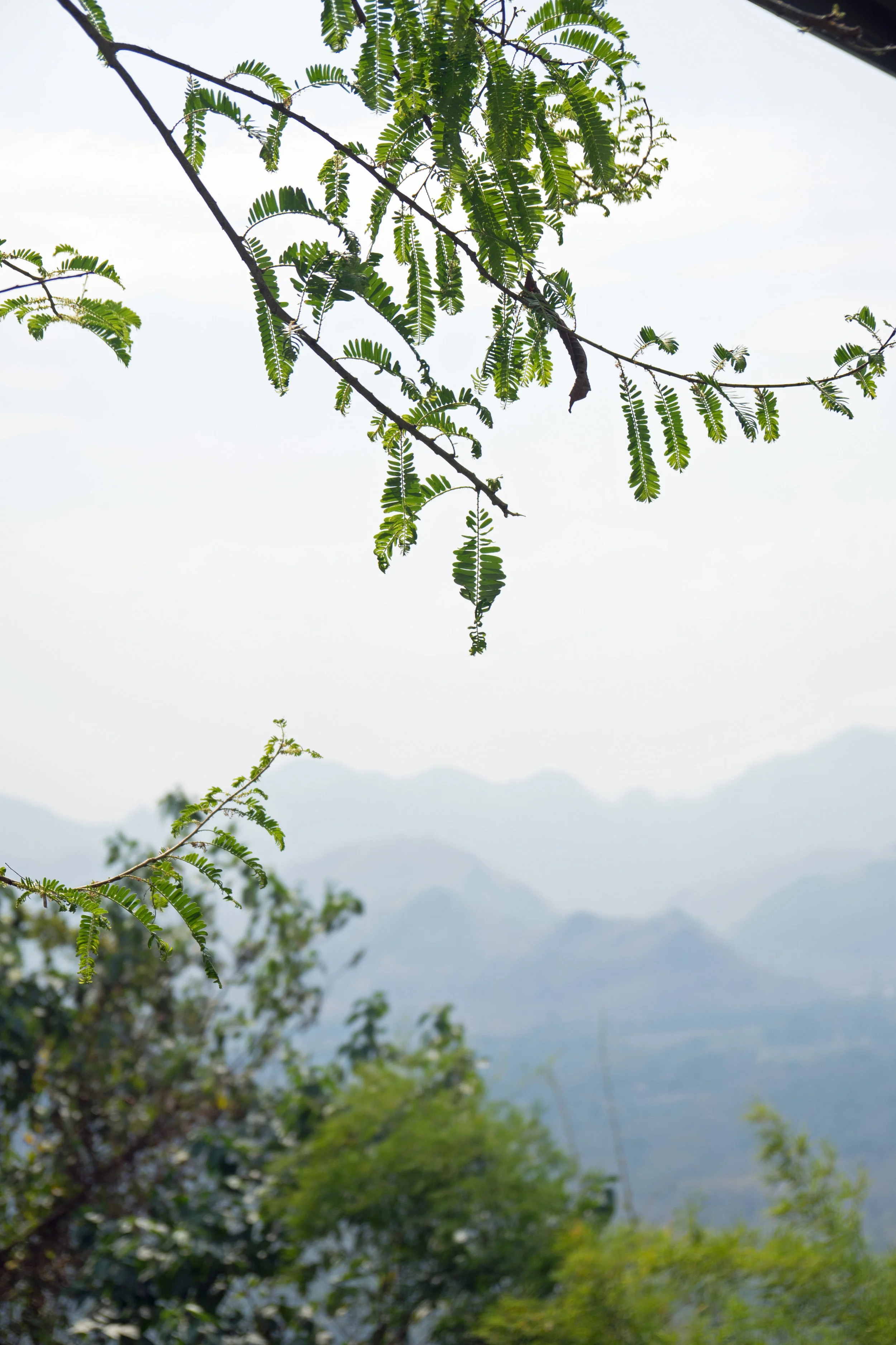 mountains through foliage thailand.jpg
