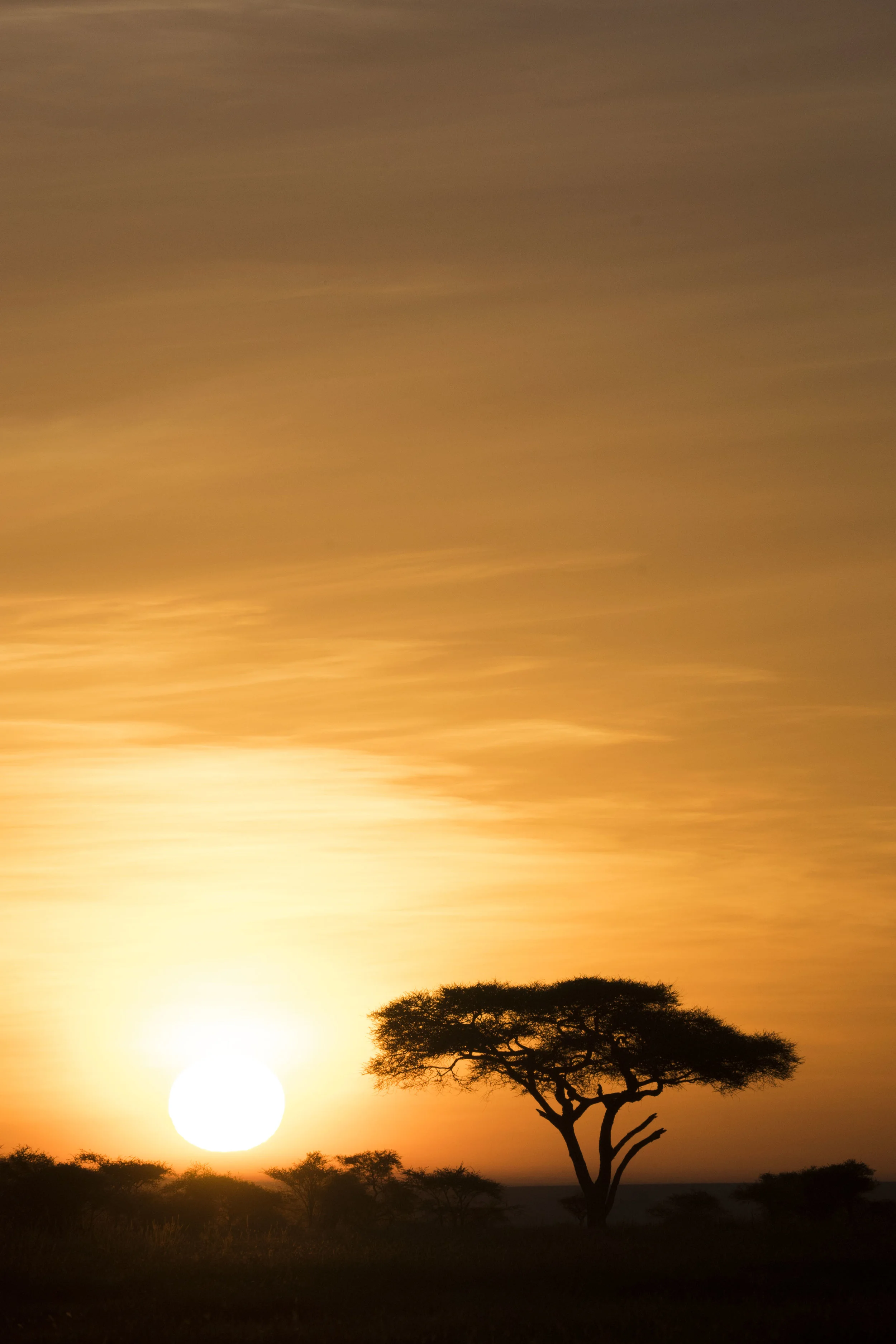 Sunrise in the Serengeti