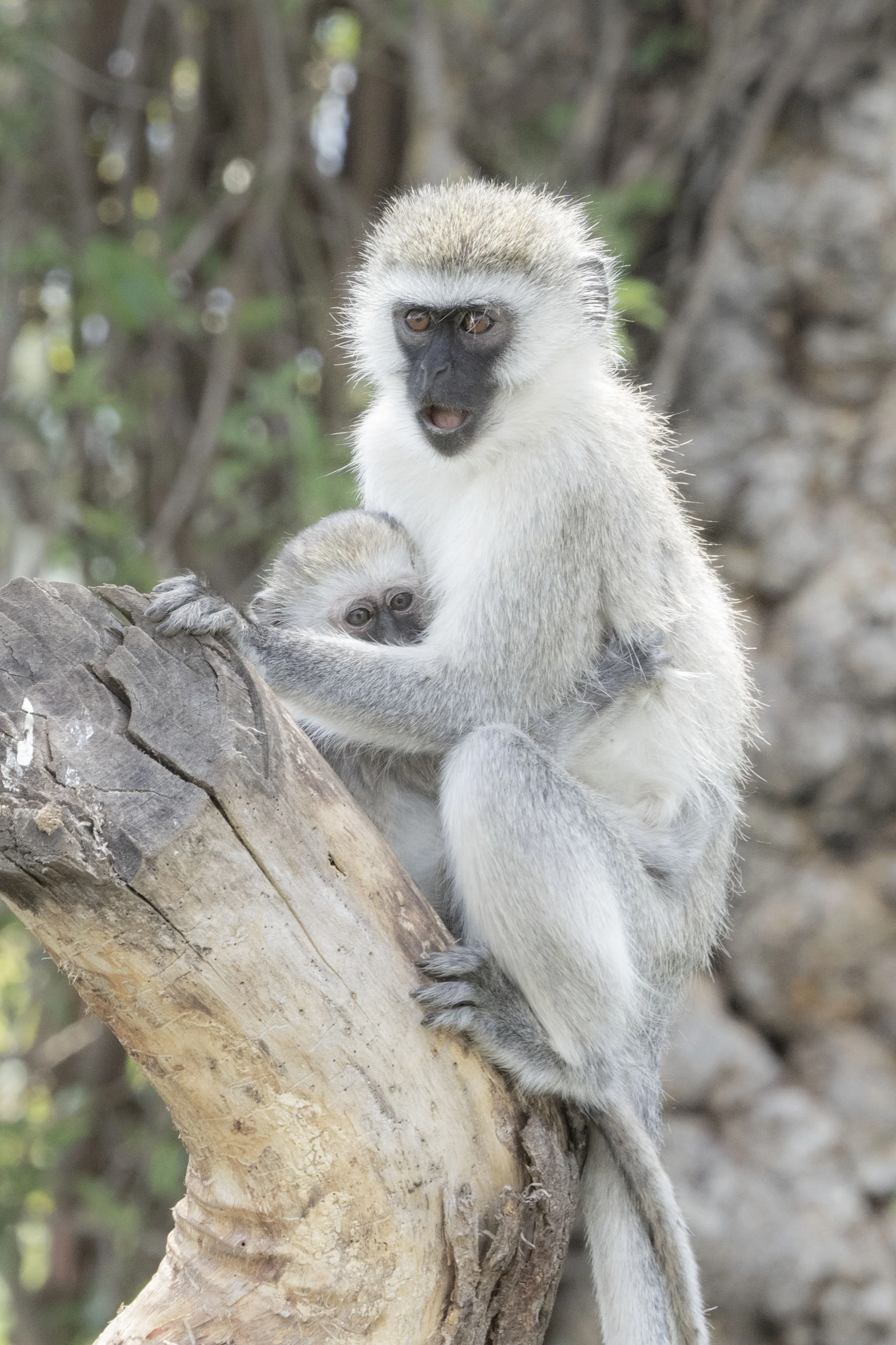 Monkeys - Serengeti