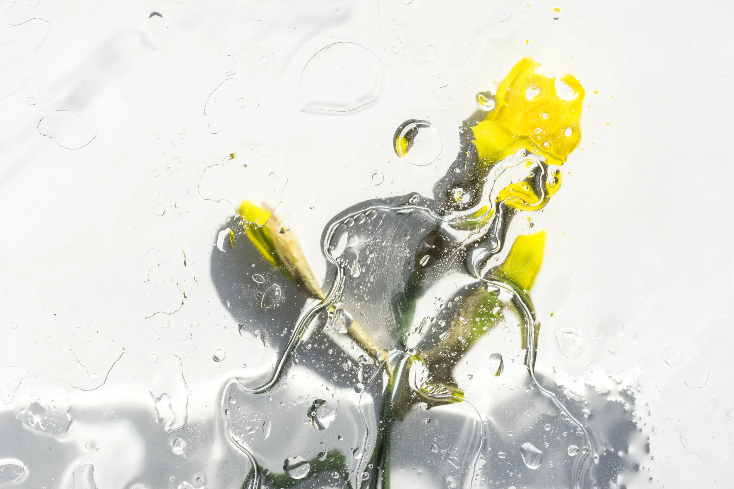 Yellow Daffodil Abstract