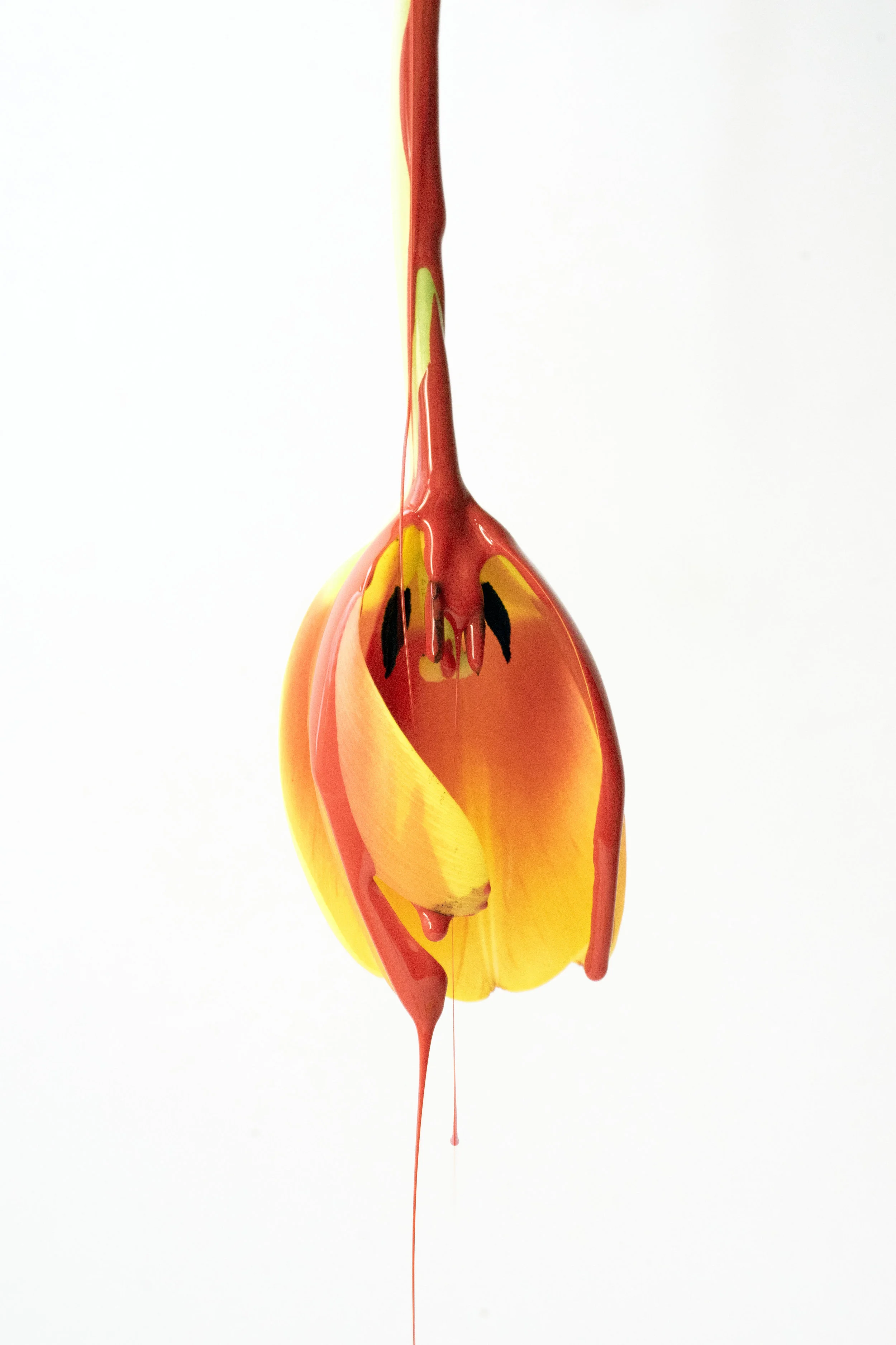 Red Polish Tulip by Araya Jensen.jpg
