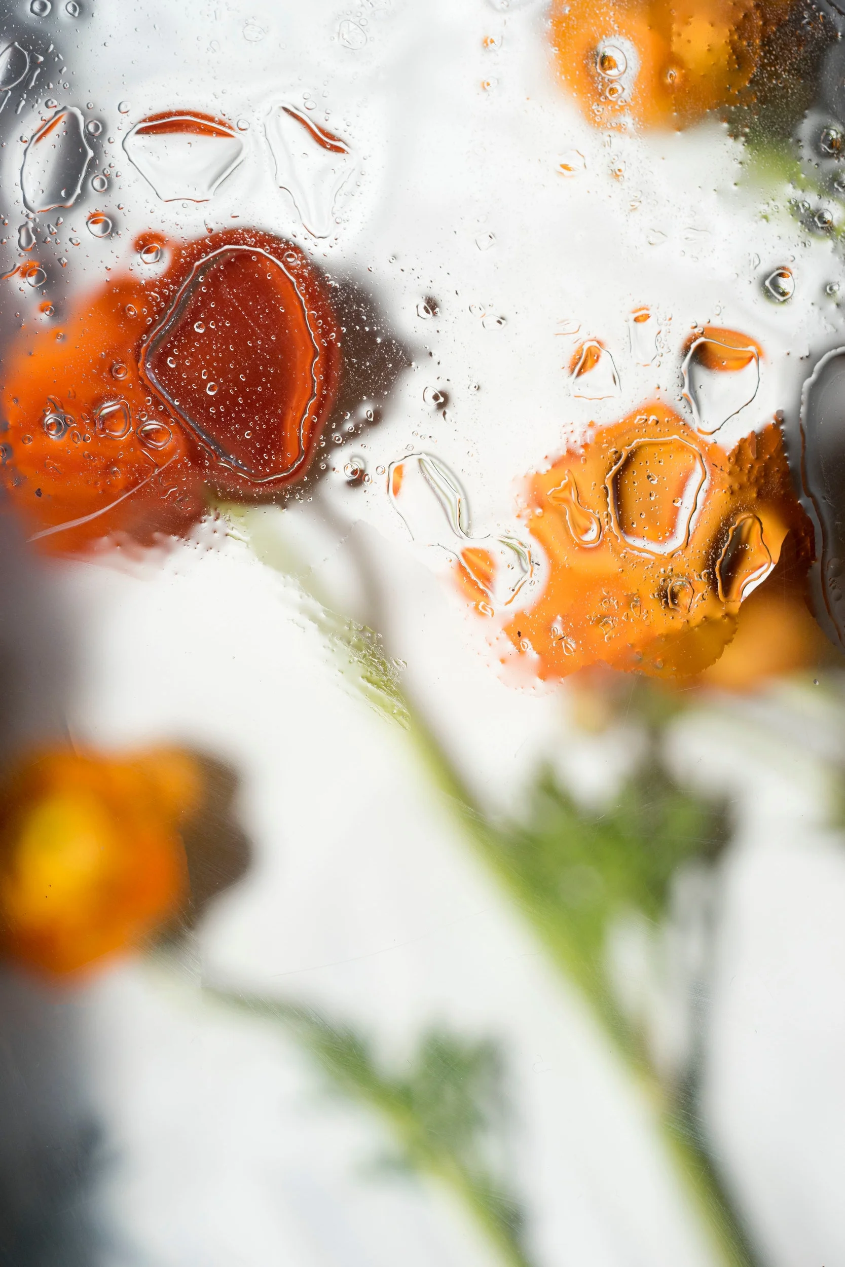 Orange Ranunculus fine art photography