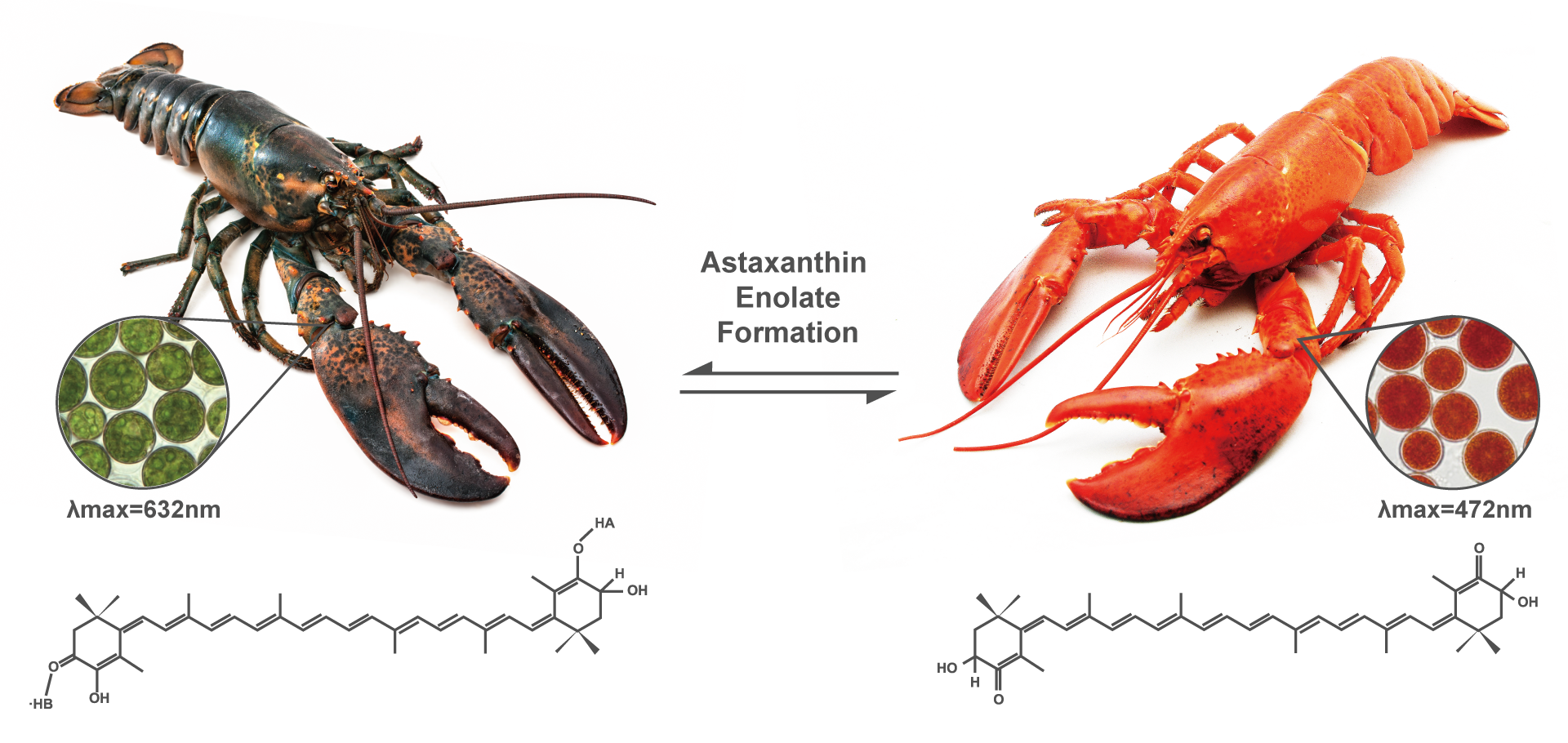 lobster.png