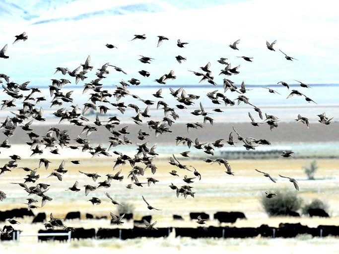 The Black Birds
I was with a man and a woman who were experiencing "ghosts" in their home and were seeking prayer.

She was a beautiful woman with dark shiny raven-like hair but she seemed to have a dark grey countenance as if something was