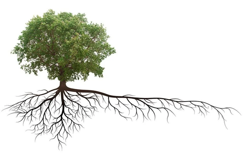 Discernment 101
Discernment begins with this understanding from Matthew 7:18. &ldquo;A good tree cannot bear bad fruit, and a bad tree cannot bear good fruit.&rdquo; NIV
The simplest answer is usually the correct answer.
If you are seeing bad fruit, 