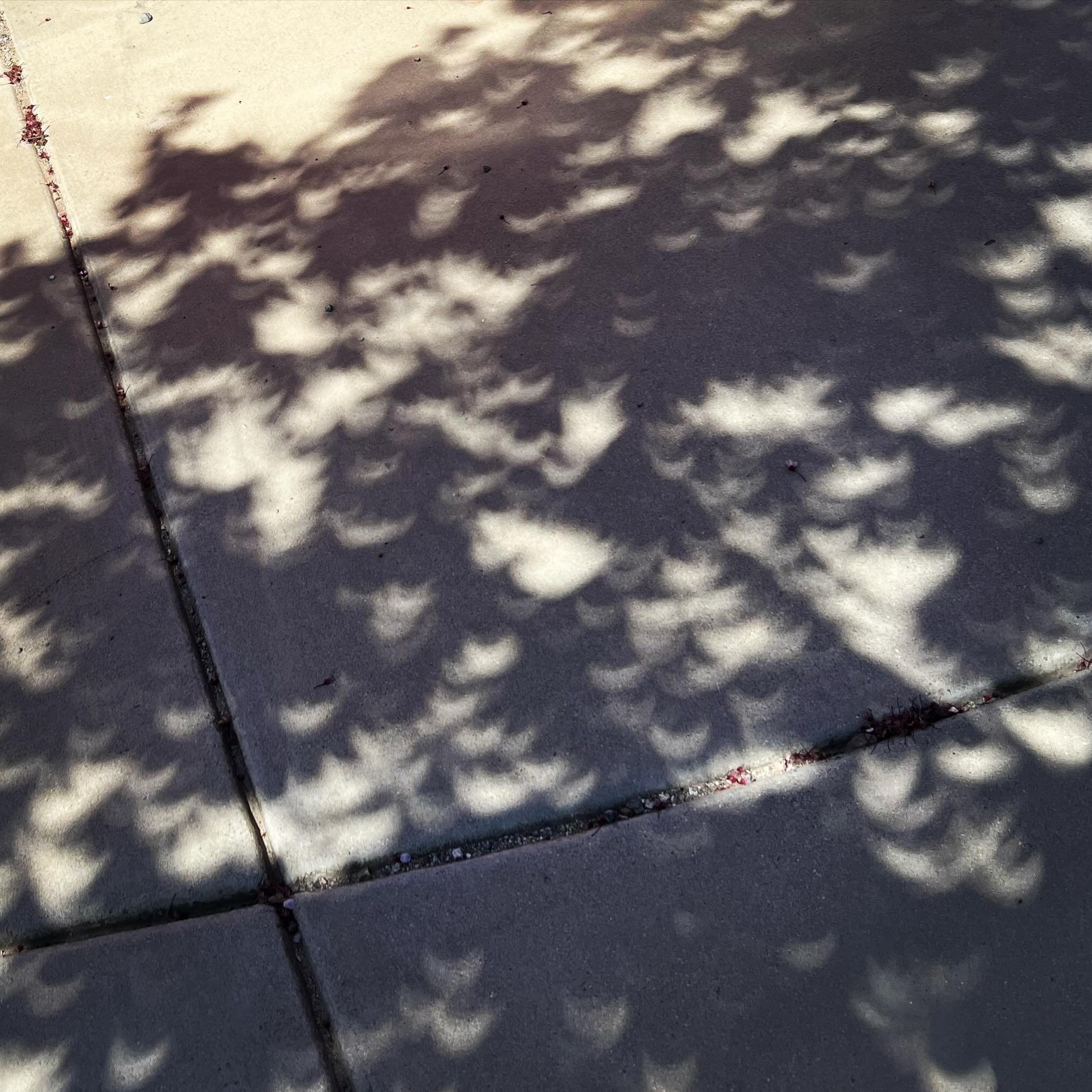 The light coming from the eclipse through the trees left small crescent shapes in the shadows on the ground. Happy Eclipse Day 2024.