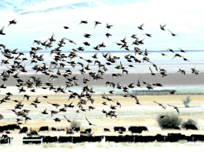 The Blackbirds