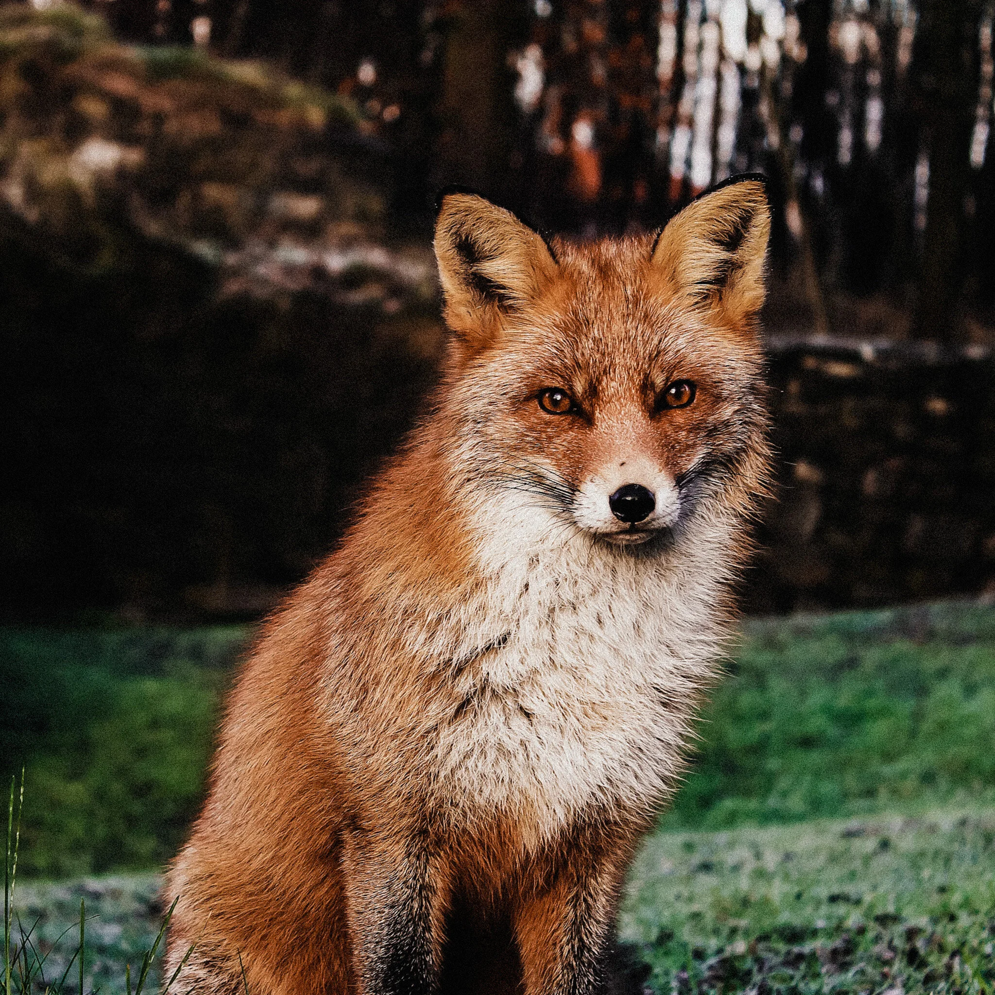 Olivia Wobosel: Intertwining the Science of Life with Species Beyond Our Own