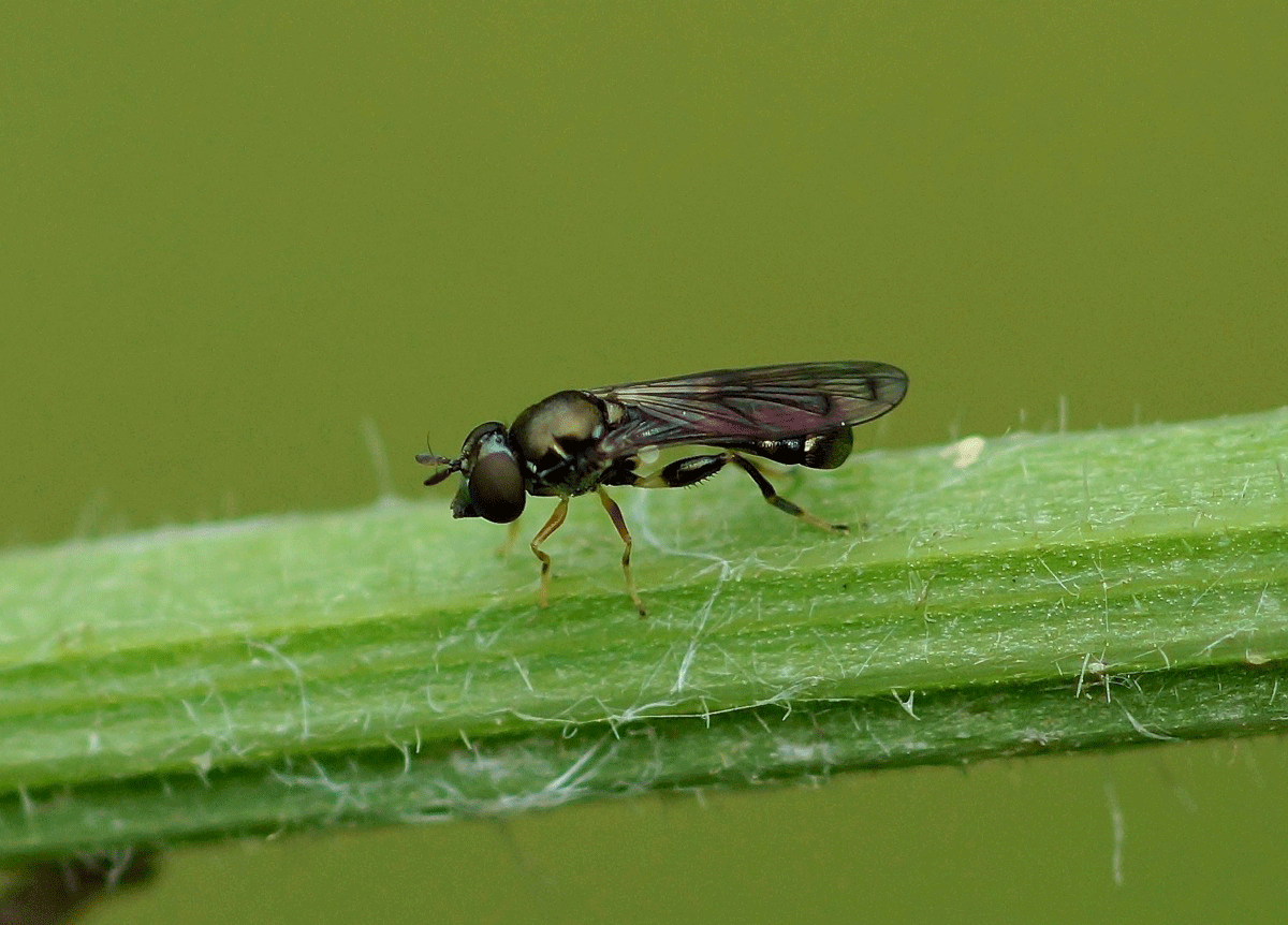 Banner - Insects-&-Spiders.gif