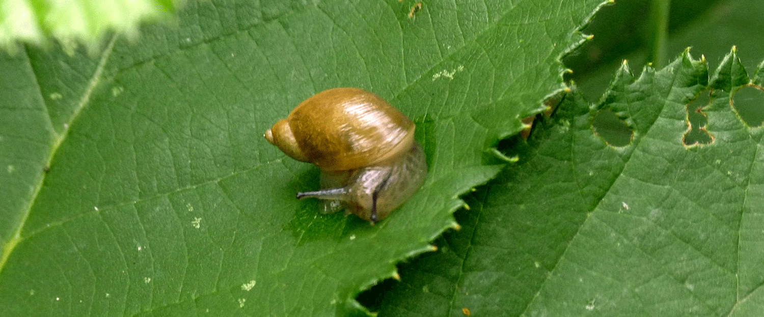 Banner - Slugs-&-Snails.gif