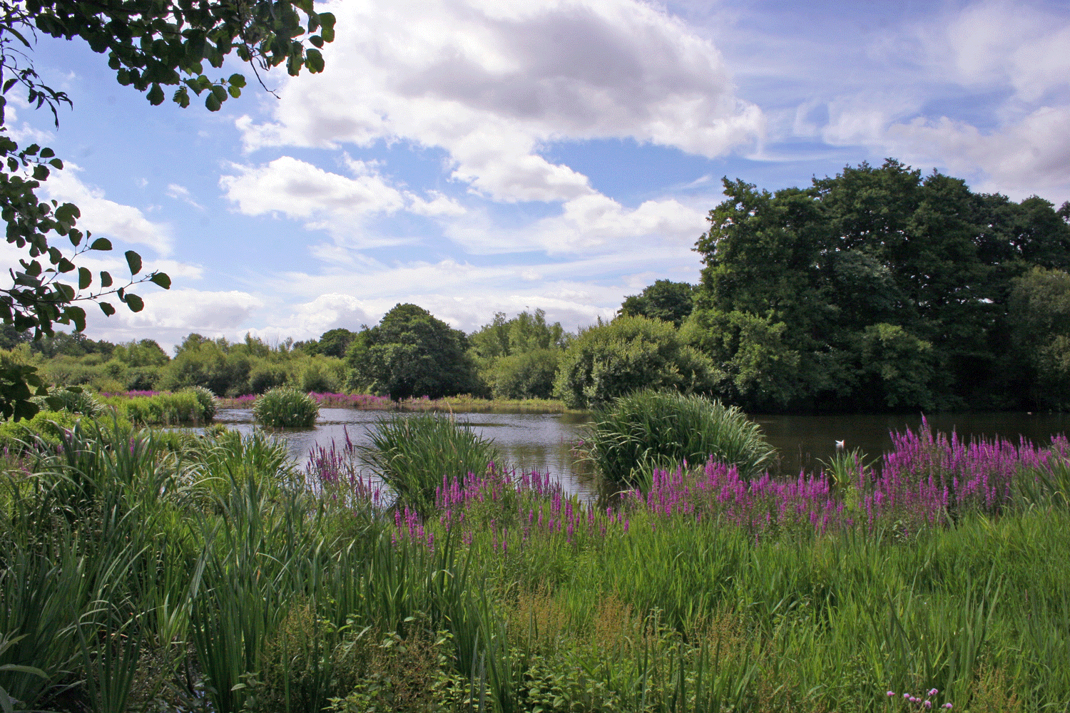 Marsh Lake In Summer