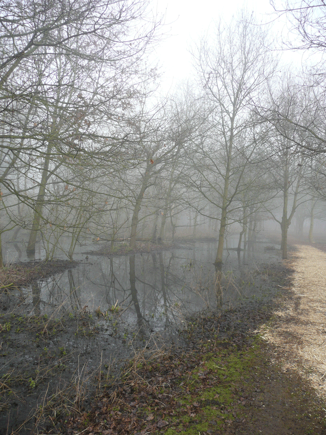 Plantation In Winter