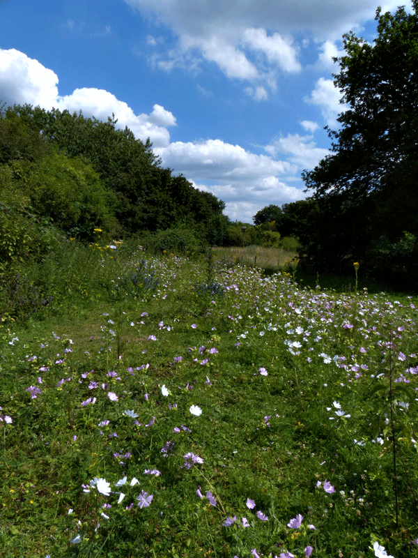 Jubilee Oak Meadow