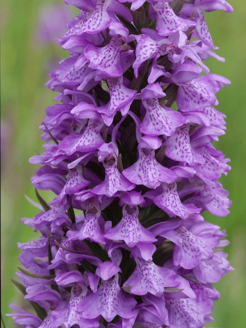 Southern Marsh Orchid