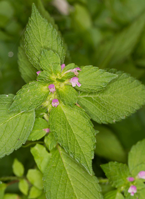 Common Hemp Nettle