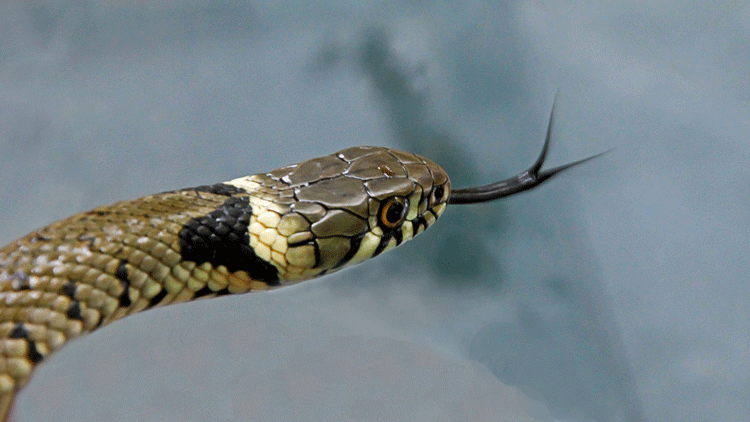 Grass Snake Close-Up