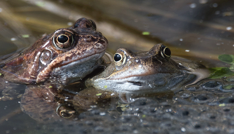 Common Frogs