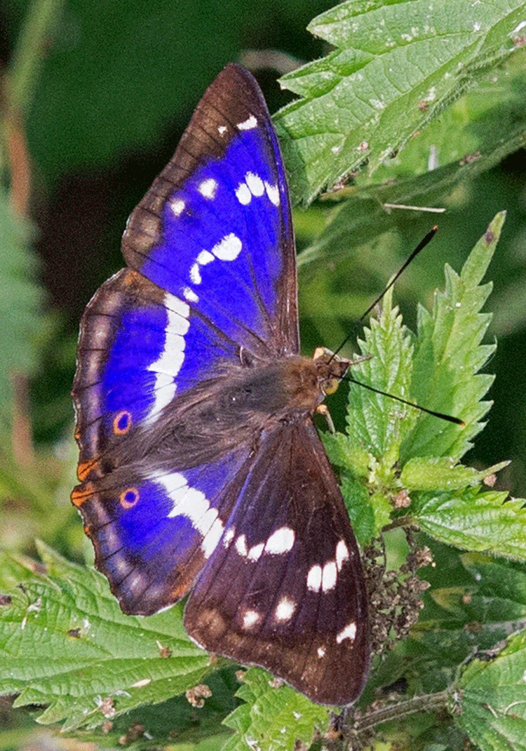 Purple Emperor