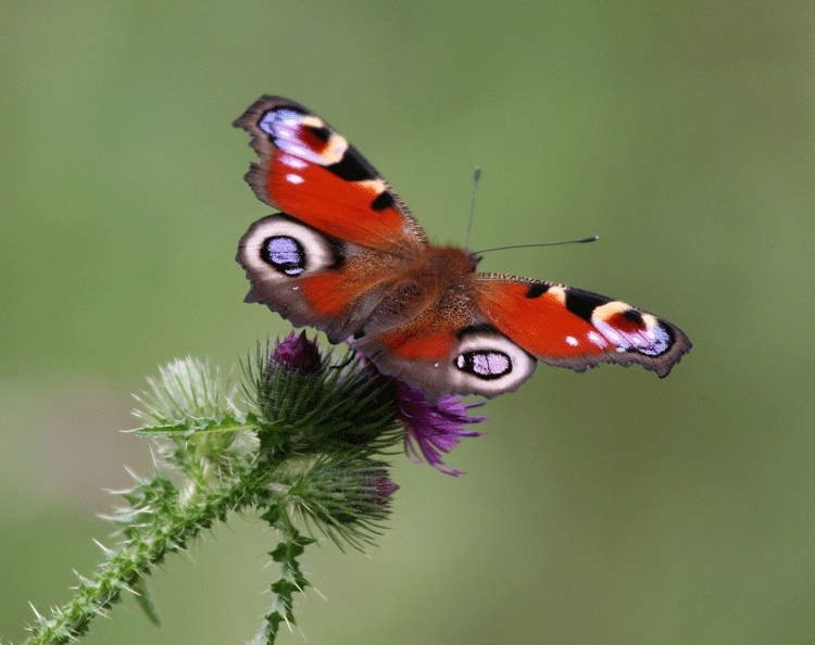 Peacock