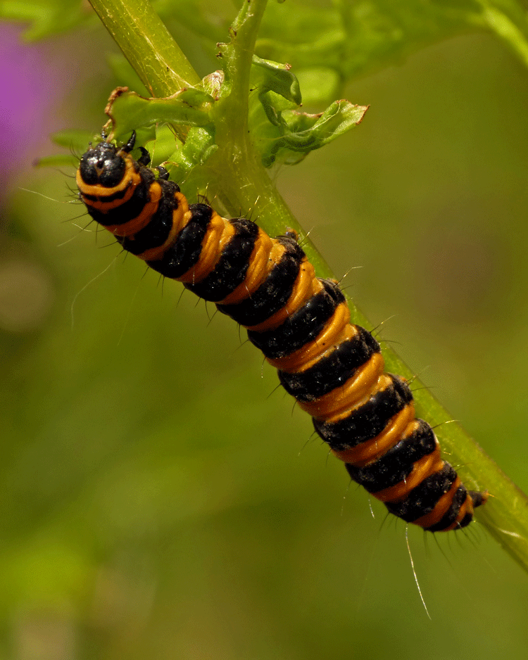Cinnabar Moth Caterpillar