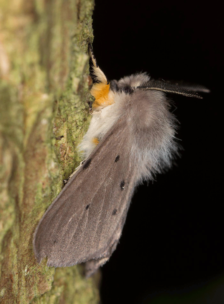 Muslin Moth