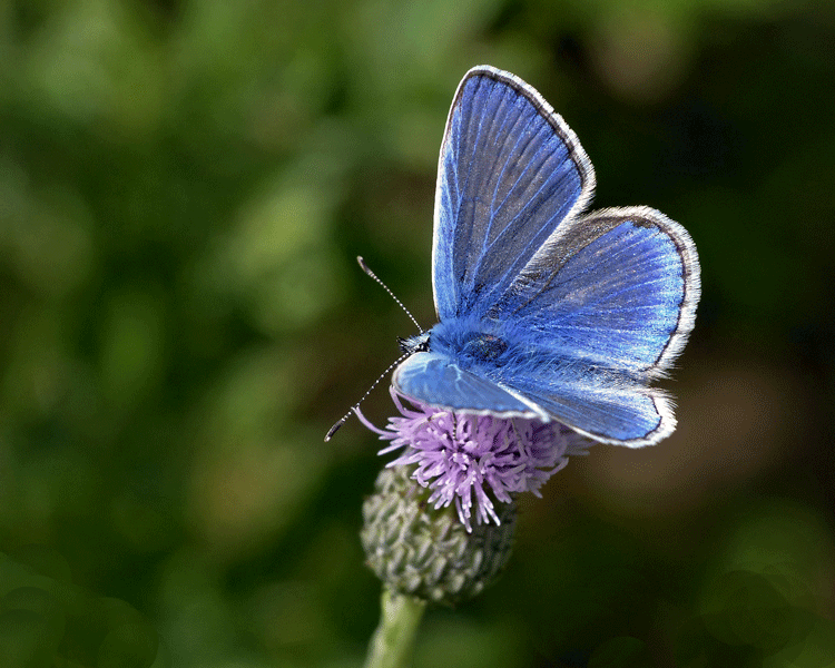 Common Blue