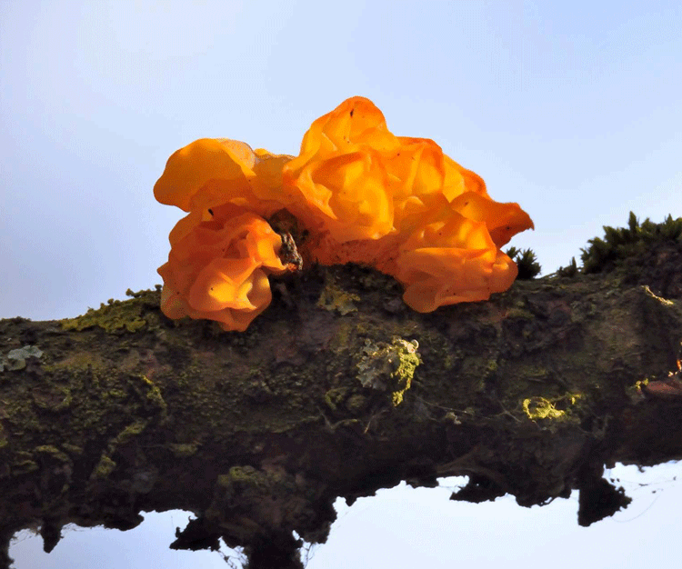 Yellow Brain Fungus