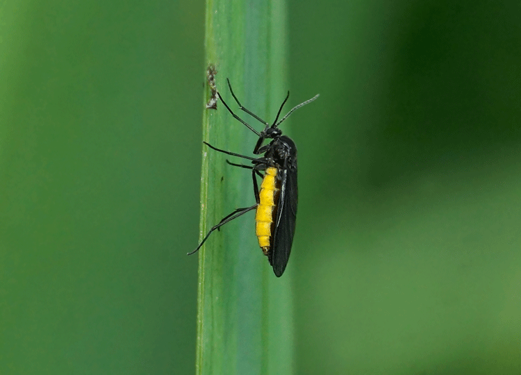 Black-Winged Fungus Gnat