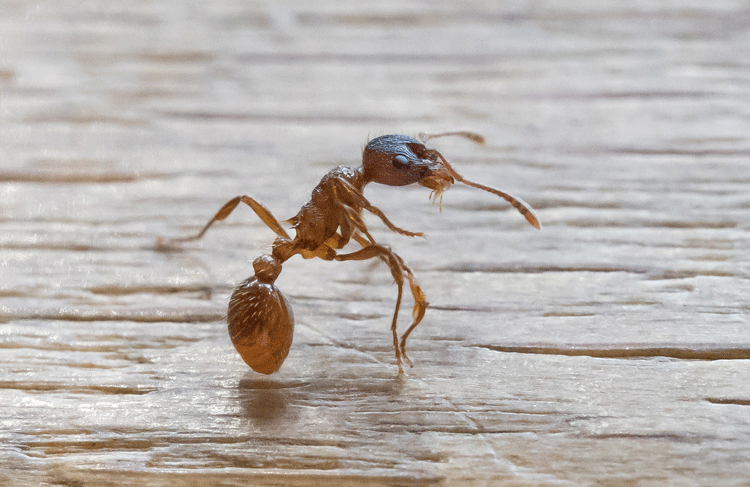 Red Ant