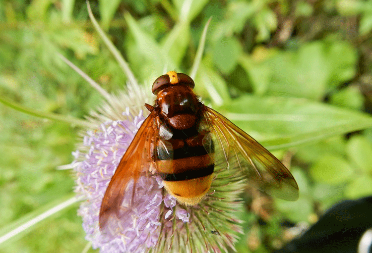 Hoverfly - Volucella zonaria
