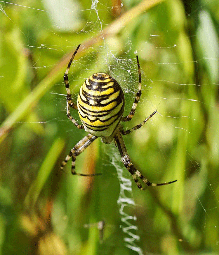 Wasp Spider