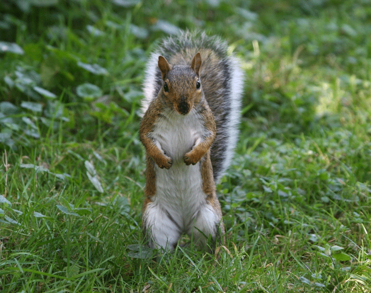Grey Squirrel