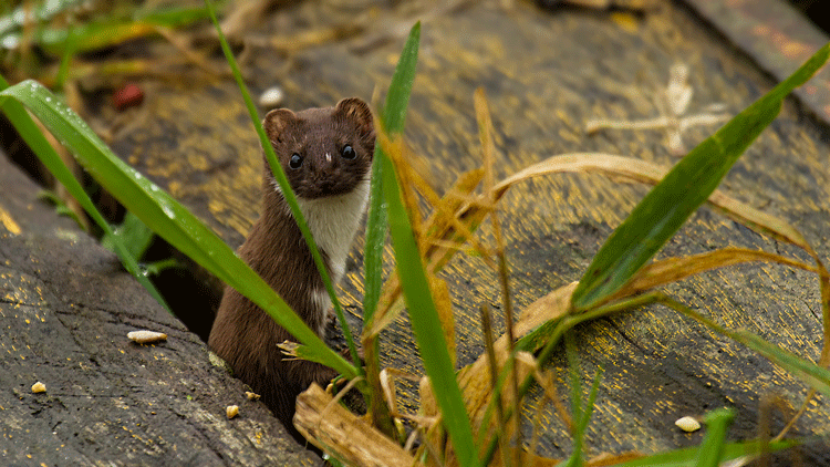 Weasel