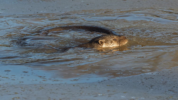 Otter