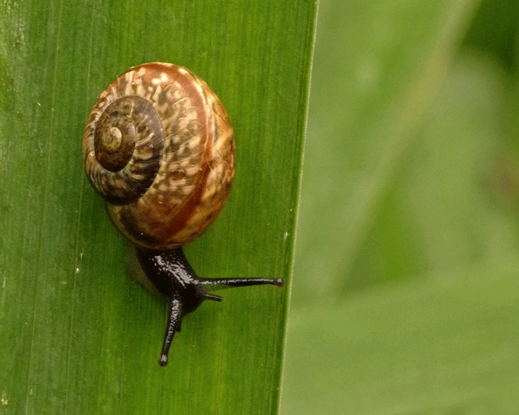 Copse Snail